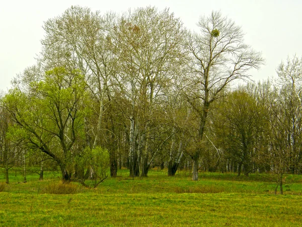 早春の美しい森 — ストック写真