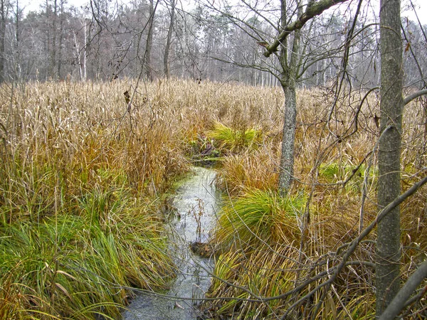 Wetland Floresta Lago Final Outono — Fotografia de Stock