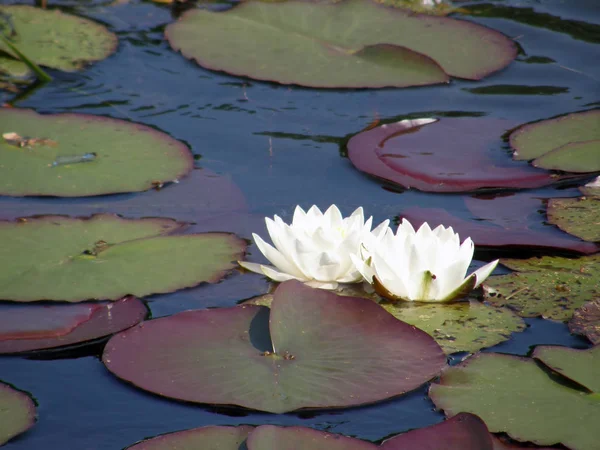 Красиві Білі Лілії Озері — стокове фото