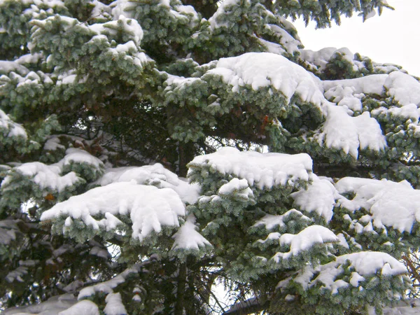 モミの木の枝は雪で覆われています — ストック写真