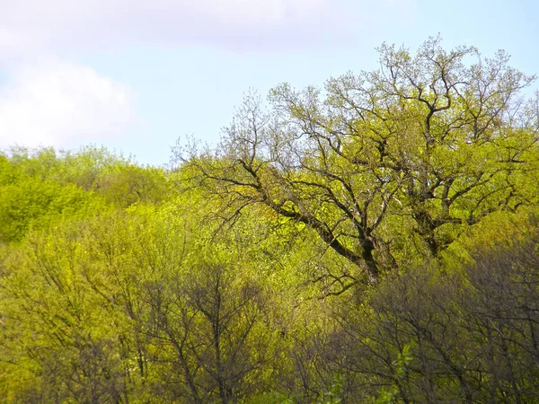 Sehr Große Eiche Hintergrund Eines Frühlingswaldes — Stockfoto