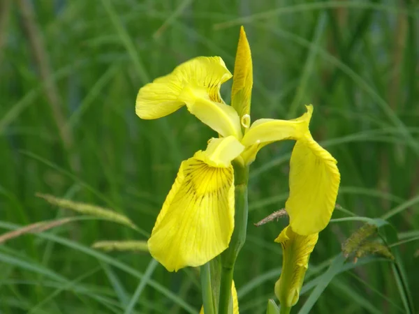 Härliga Blommor Vilda Iris — Stockfoto