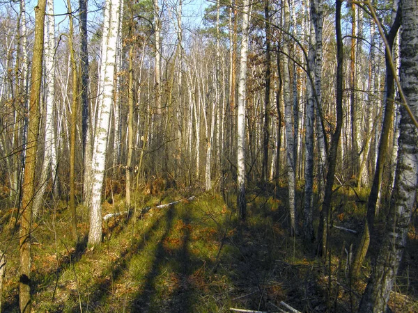 Bosque Denso Abedul Principios Primavera —  Fotos de Stock