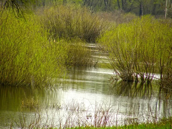Piękne Krzewy Wodzie Wiosna Wysoka Woda — Zdjęcie stockowe