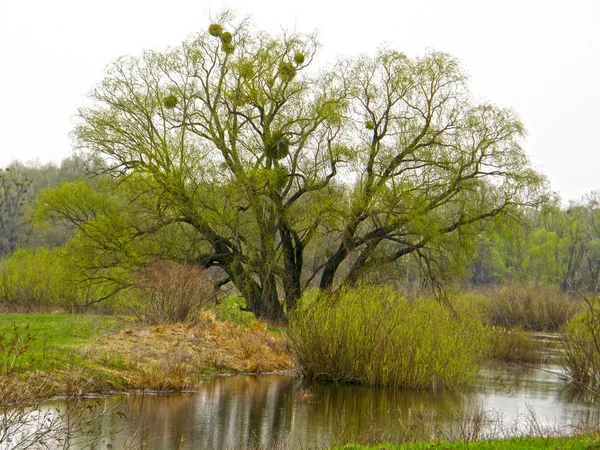Красивое Дерево Озера Весна — стоковое фото
