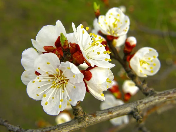 Hermosas Flores Blancas Albaricoque — Foto de Stock