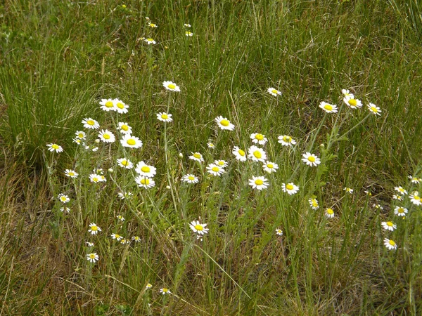 Margaridas Belo Campo Primavera Prado — Fotografia de Stock