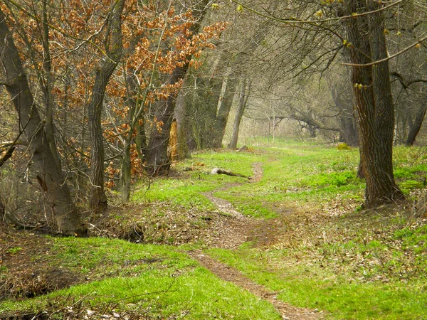 Прекрасний Шлях Весняному Лісі — стокове фото