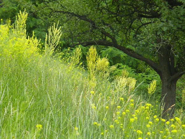Güzel yeşil çim ve ağaçların bir yamaca.
