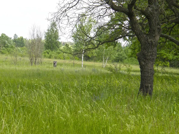 Muy Hermoso Bosque Primavera Hierba — Foto de Stock