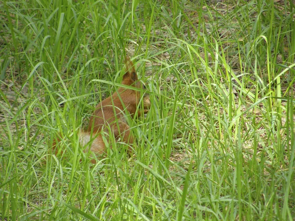 Écureuil Roux Dans Herbe Épaisse — Photo