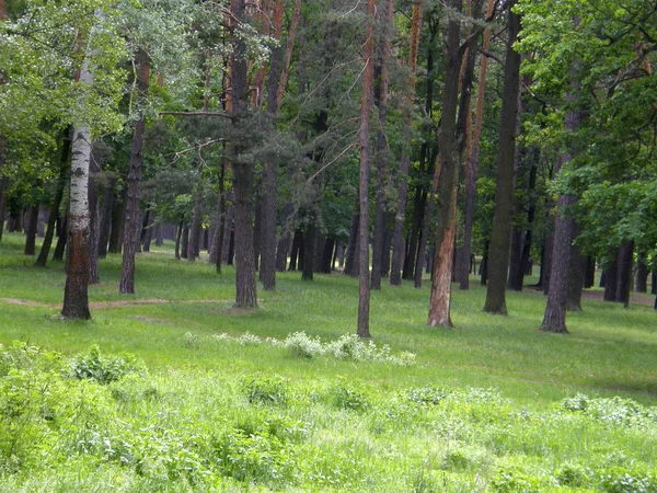 Schöne Bäume Und Grünes Gras — Stockfoto