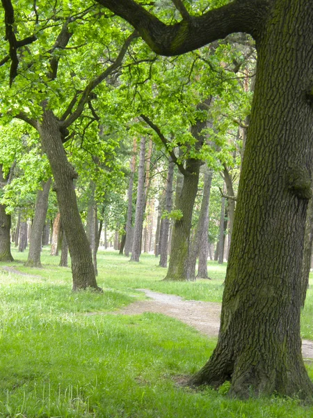 Foresta Primavera Molto Bella Erba — Foto Stock