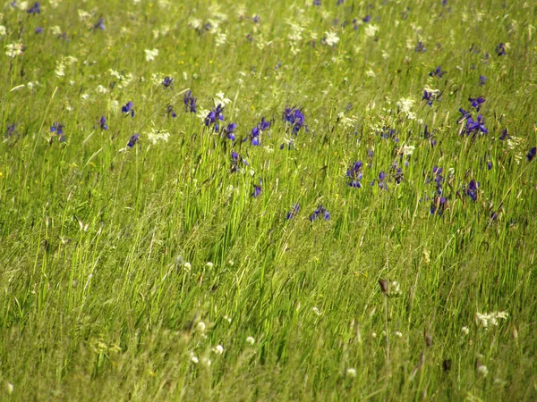 Beautiful Flowers Wild Irises — Stock Photo, Image