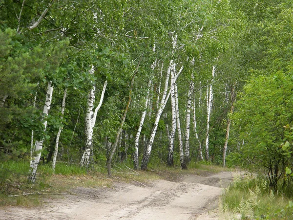 Foresta Betulla Primavera Molto Bella — Foto Stock