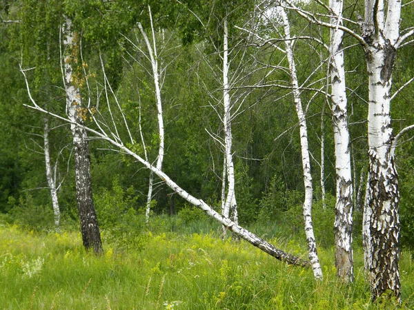 Foresta Betulla Primavera Molto Bella — Foto Stock