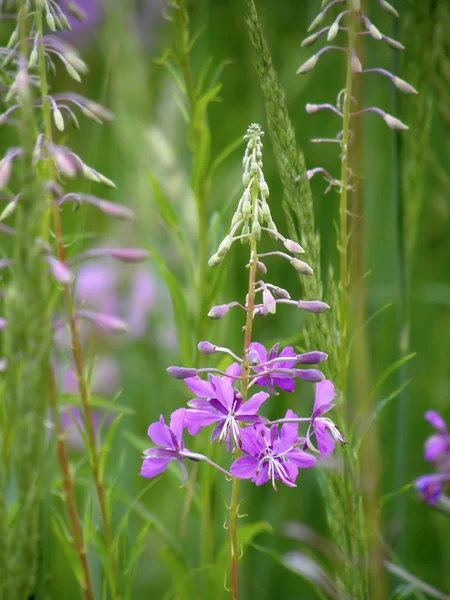 Bloeiende Sally Mooie Bloeiende Planten — Stockfoto