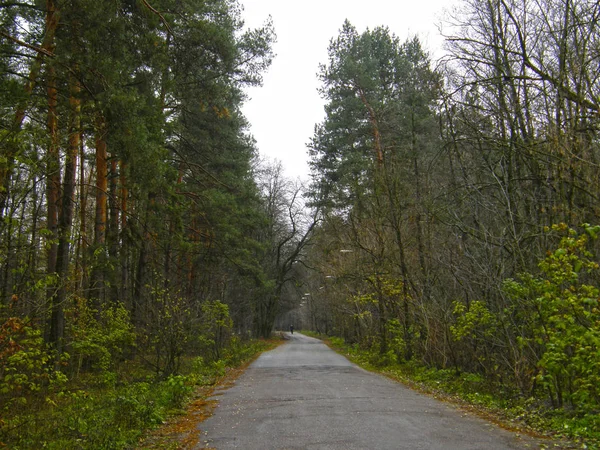 Lång Asfalterad Väg Skogen — Stockfoto