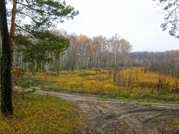 Schöner Sumpf Und Herbstwald — Stockfoto