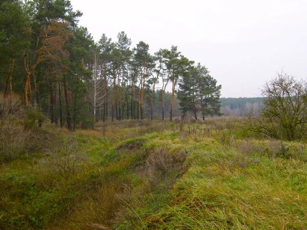Jesienią Pola Sosnowego Lasu — Zdjęcie stockowe