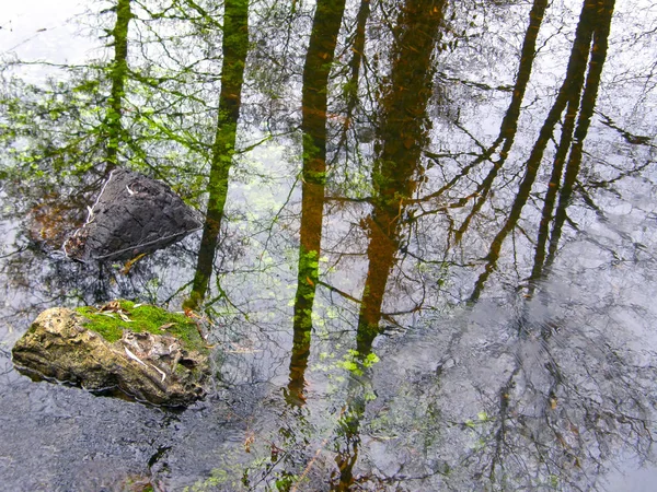 Piękny Reflection Drzew Lesie Nad Jeziorem — Zdjęcie stockowe