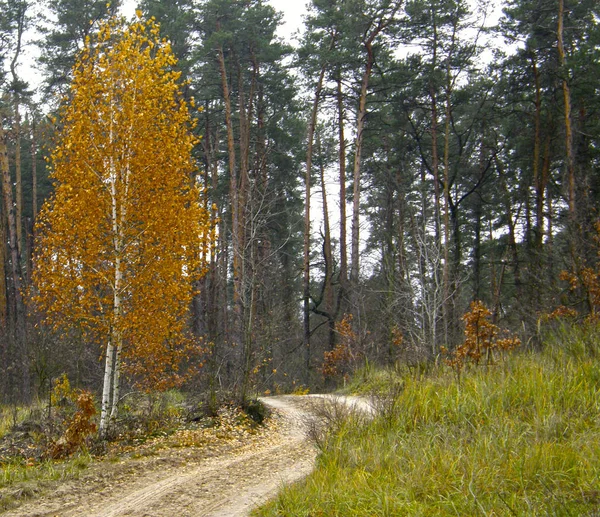 Красивый Осенний Лес — стоковое фото