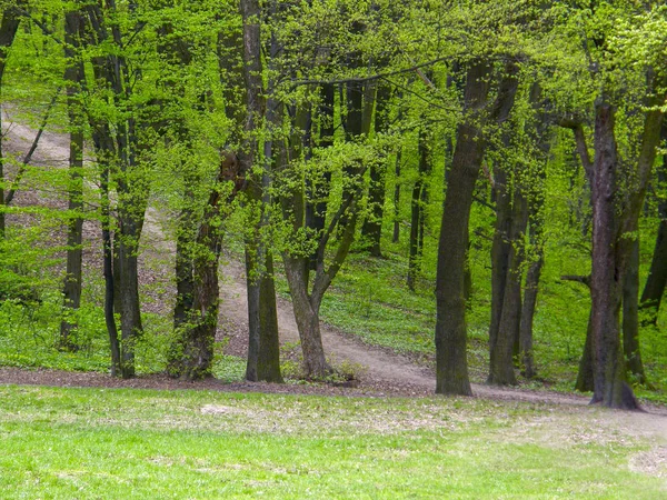 녹색 봄 숲에 먼지 경로 스톡 이미지