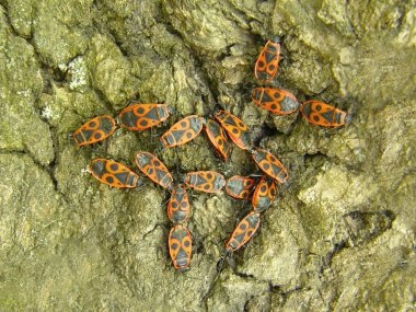 Eski ağaç arka plan karşı askerlerin güzel hata bildirimi