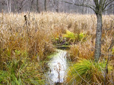 Sulak Orman Gölü geç Güz.