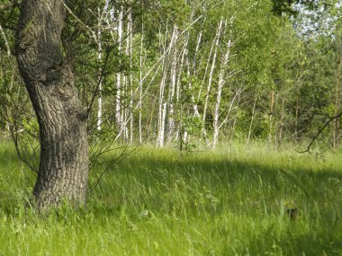 çok güzel bahar orman ve çim