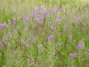 Çiçek açan Sally. Güzel çiçekli bitkiler.