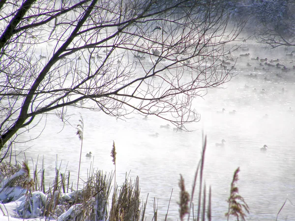 Oiseaux Eau Chaude Hiver Nature Sauvage — Photo