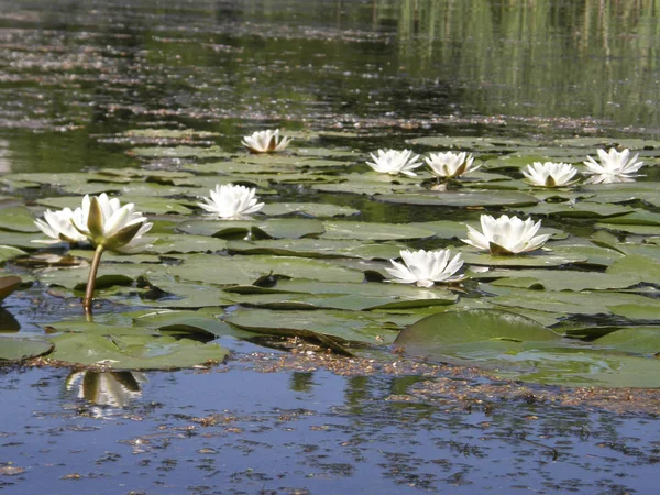 Beautiful white lilies on the lake