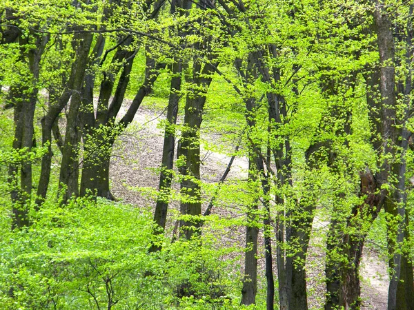 Ένα Χωμάτινο Μονοπάτι Μέσα Στο Δάσος Πράσινο Άνοιξη — Φωτογραφία Αρχείου