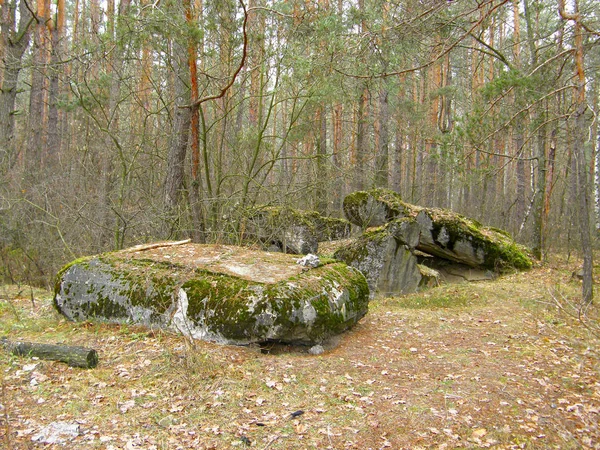 Antichi Bunker Cemento Distrutti Nella Foresta — Foto Stock