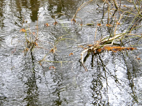 Piękny Reflection Gałęzi Drzew Wodzie — Zdjęcie stockowe