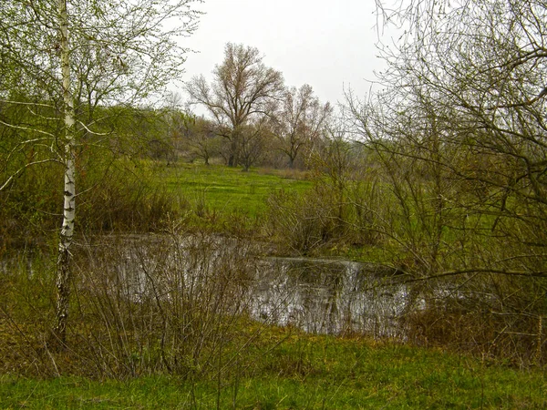 Wet Lake Spring Forest — Stock Photo, Image