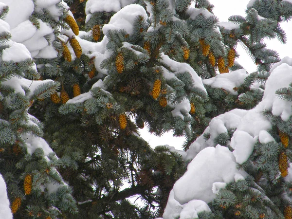 モミの木の枝は雪で覆われています — ストック写真