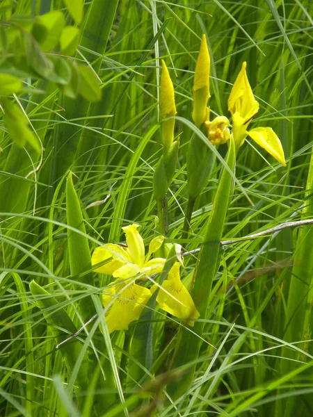 Härliga Blommor Vilda Iris — Stockfoto