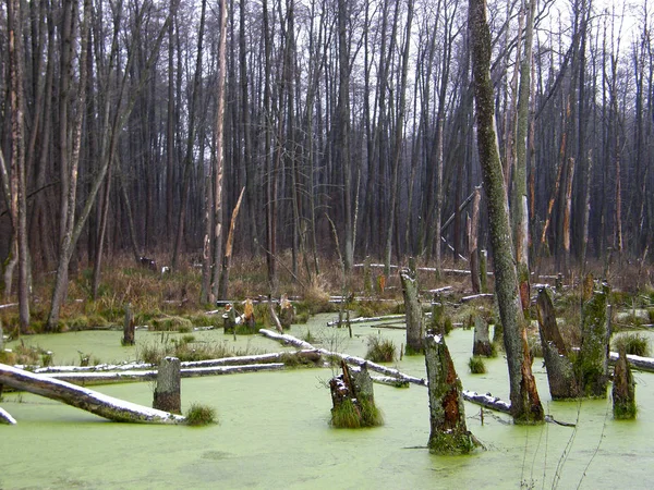 Árboles Viejos Bosque Pantanoso — Foto de Stock
