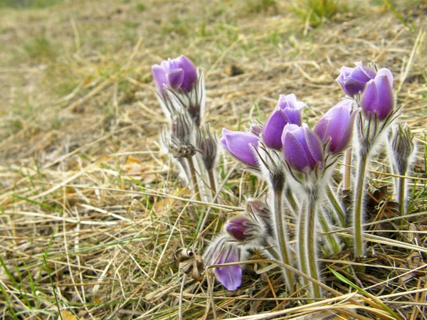 Vackra Violetta Blommor Dröm Gräs — Stockfoto