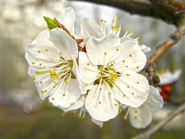 Hermosas Flores Blancas Albaricoque — Foto de Stock