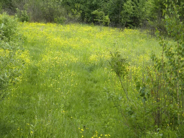 Muito Bonito Prado Verde Primavera — Fotografia de Stock