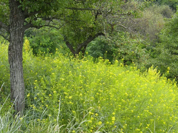 Bela Grama Verde Árvores Uma Encosta — Fotografia de Stock