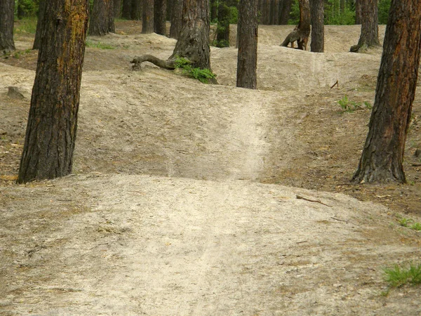Dirt Bike Path Forest — Stock Photo, Image