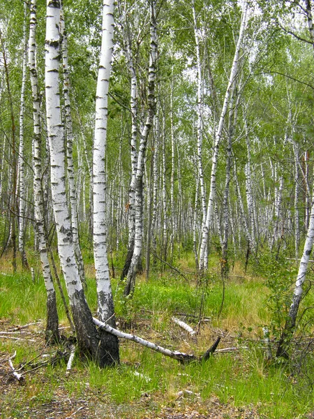 Bosque Abedul Primavera Muy Hermoso — Foto de Stock