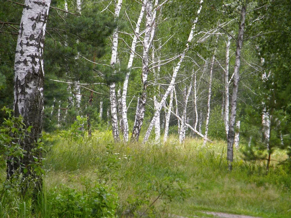 Foresta Betulla Primavera Molto Bella — Foto Stock