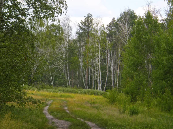 Very Beautiful Spring Birch Forest — Stock Photo, Image