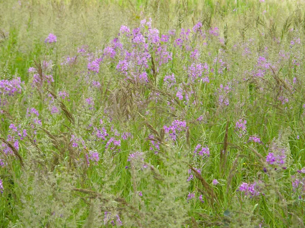 Çiçek açan Sally. Güzel çiçekli bitkiler.