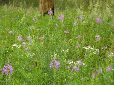 Çiçek açan Sally. Güzel çiçekli bitkiler.